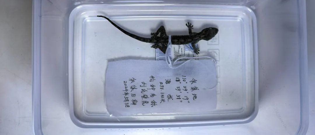 海南发现新物种!仅分布在这些地方→ 海南发现新物种!仅分布在这些地方→