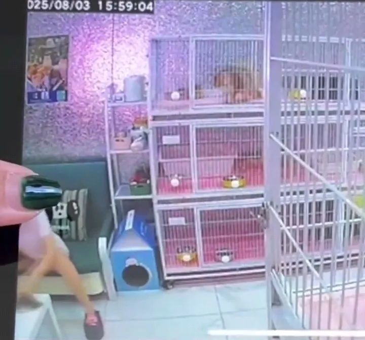 女子猫咖虐死4猫或将面临刑事处罚，律师：心情不好绝非损害他人财物正当理由