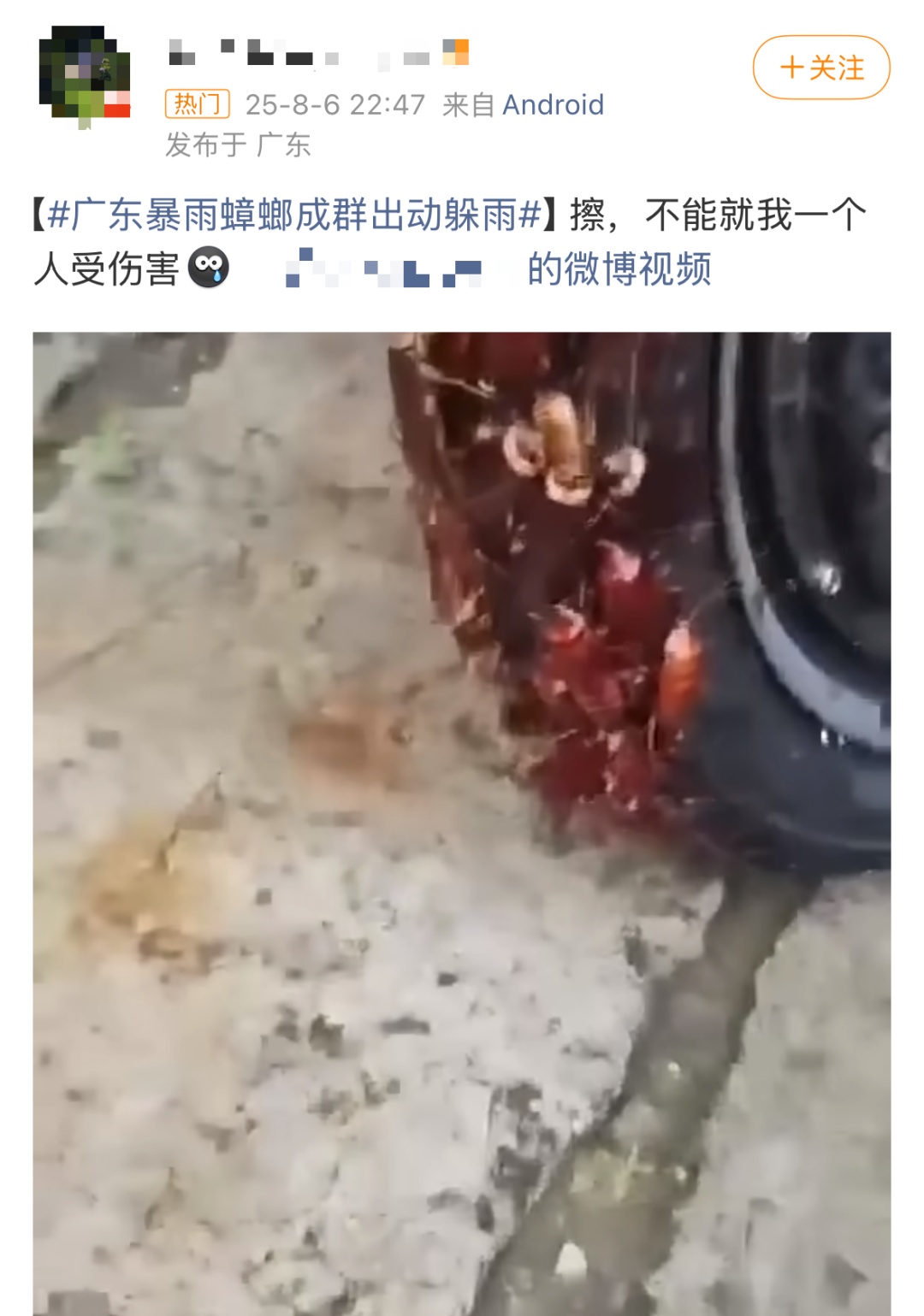 广东暴雨 蟑螂成群出动…… 广东暴雨 蟑螂成群出动……