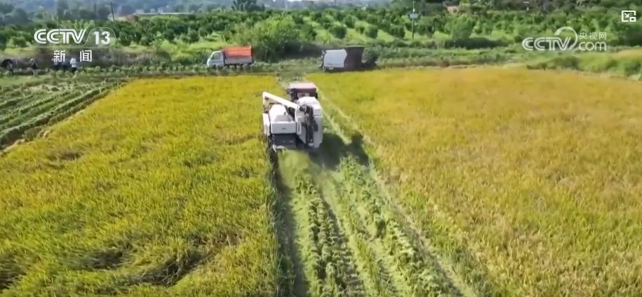 立秋时节：丰收在望，各地秋收秋庆活动丰富多彩