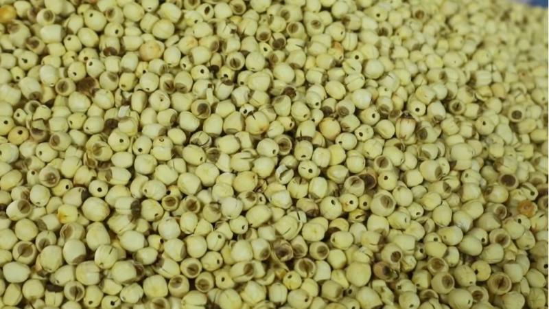 江西吉安:智慧养鱼“莲”通致富新路 江西吉安:智慧养鱼“莲”通致富新路