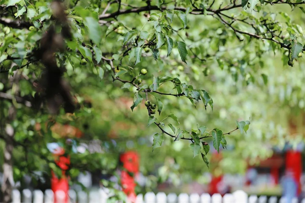 春华秋实的故事写了139年!哈尔滨古梨园百年老树悄然结果 春华秋实的故事写了139年!哈尔滨古梨园百年老树悄然结果