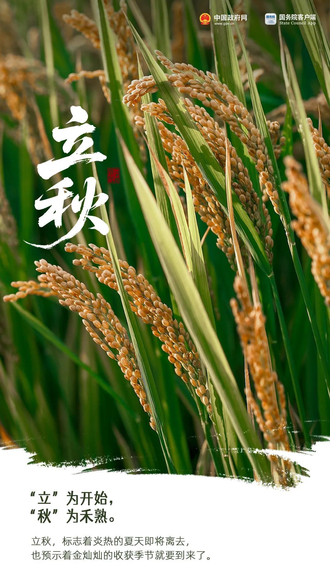 今日立秋 | 想道“天凉好个秋”？其实……