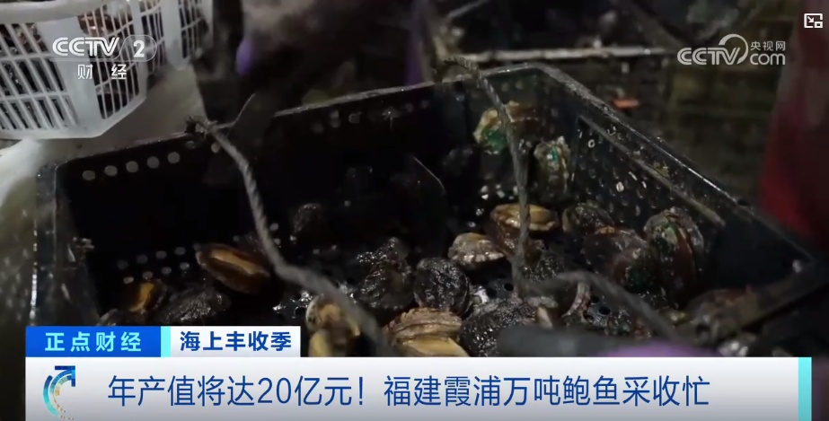 年产值将达20亿元！海上抢收 海洋牧场一片繁忙景象
