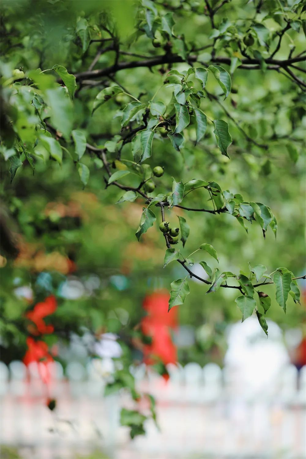 春华秋实的故事写了139年!哈尔滨古梨园百年老树悄然结果 春华秋实的故事写了139年!哈尔滨古梨园百年老树悄然结果