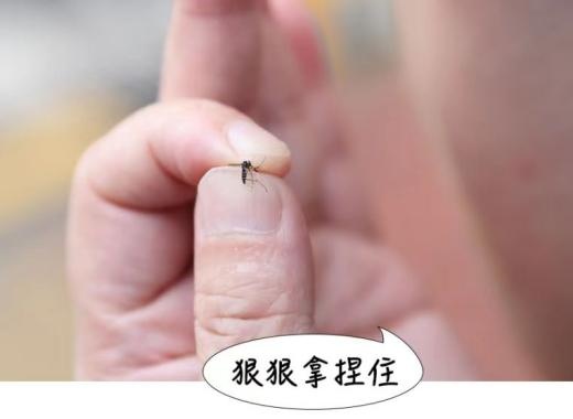 伊蚊传——一只伊蚊的“蚊生”总结