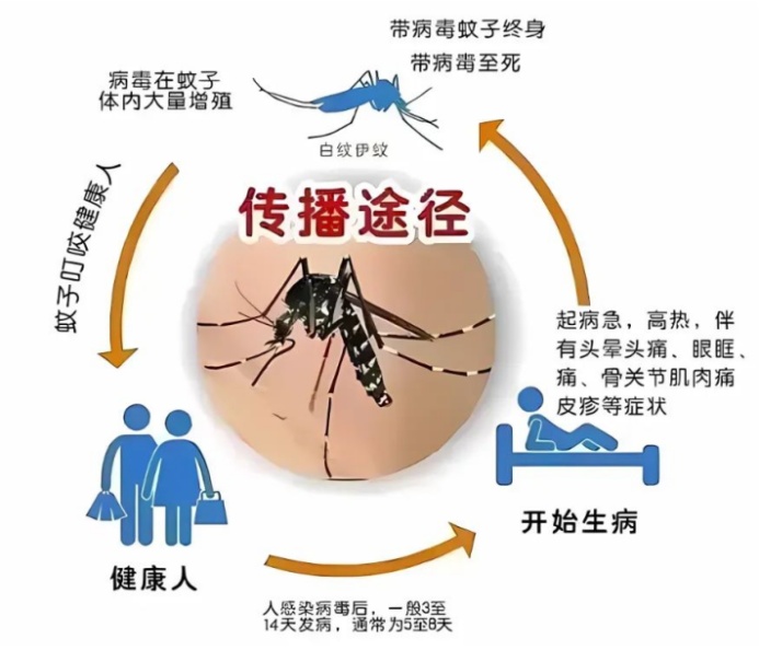 伊蚊传——一只伊蚊的“蚊生”总结