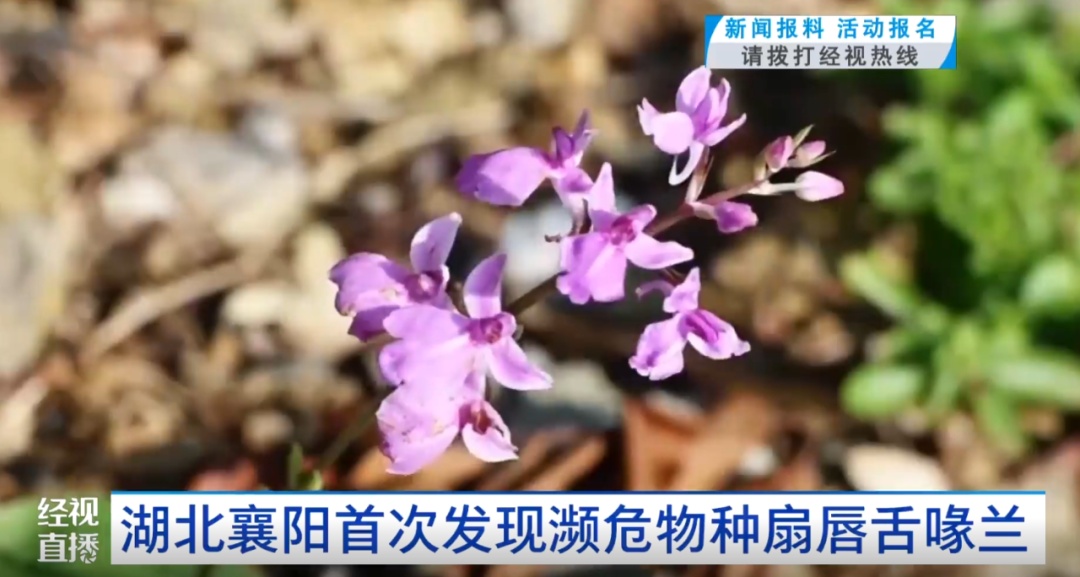 湖北境内首次发现：濒危物种！