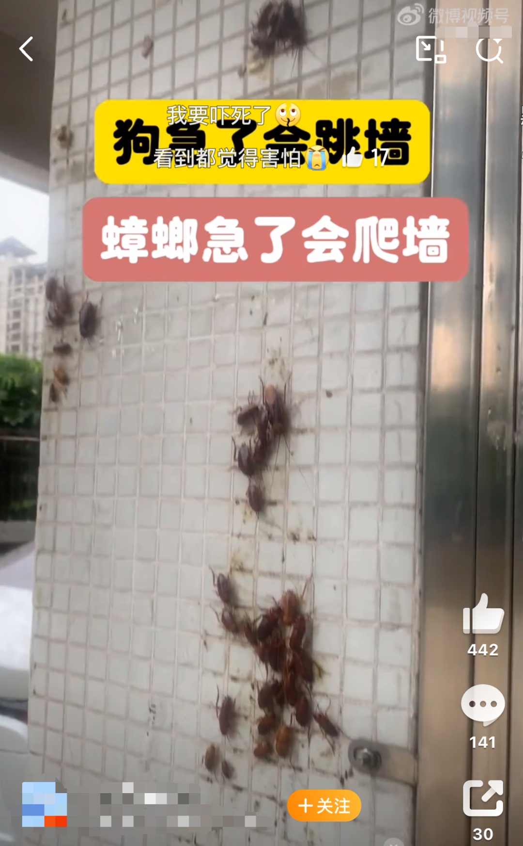 广东暴雨 蟑螂成群出动…… 广东暴雨 蟑螂成群出动……