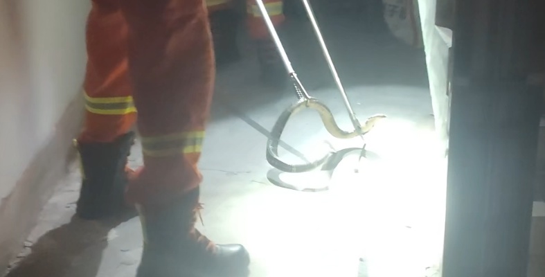 学校宿舍楼惊现眼镜蛇！它藏匿在楼内……遇毒蛇怎么办？