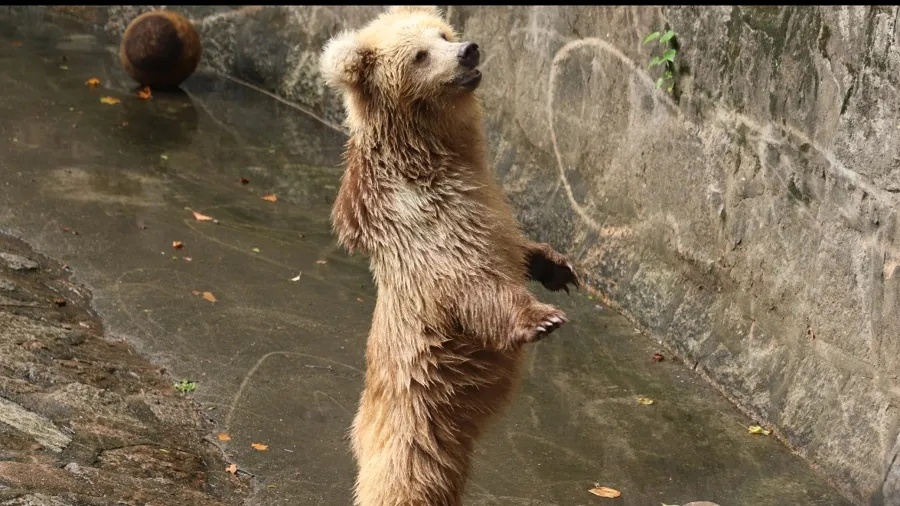 上海动物园“顶流网红”被投喂干燥剂？园方回应：将整改，并征询公众建议