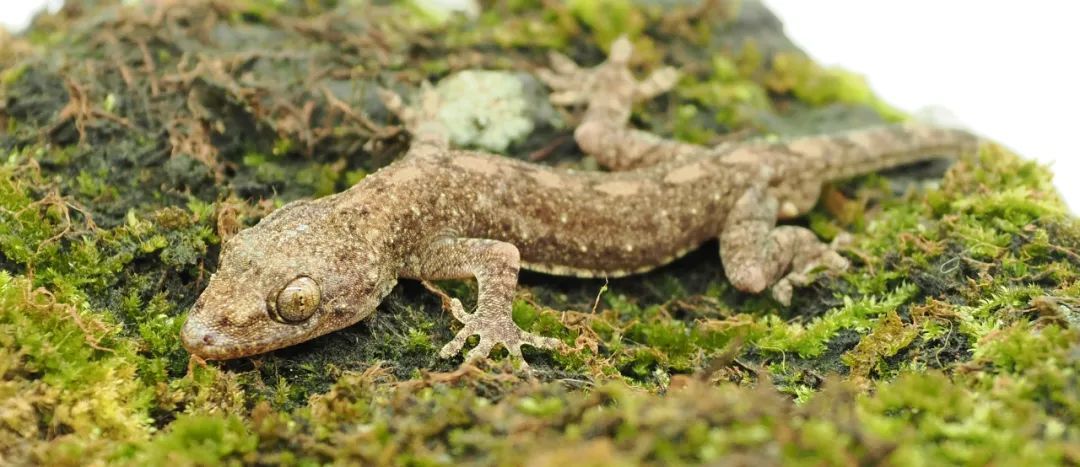 海南发现新物种!仅分布在这些地方→ 海南发现新物种!仅分布在这些地方→