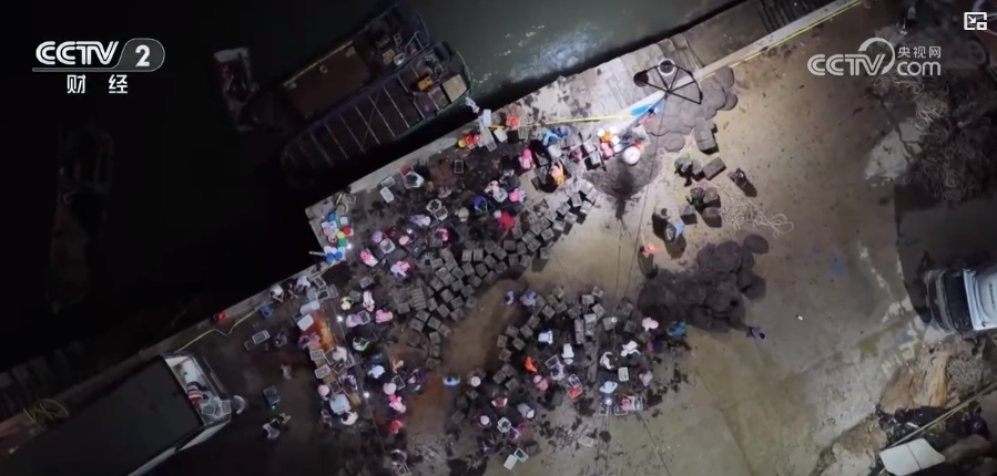 年产值将达20亿元！海上抢收 海洋牧场一片繁忙景象