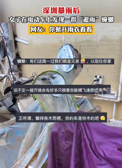 广东暴雨 蟑螂成群出动…… 广东暴雨 蟑螂成群出动……