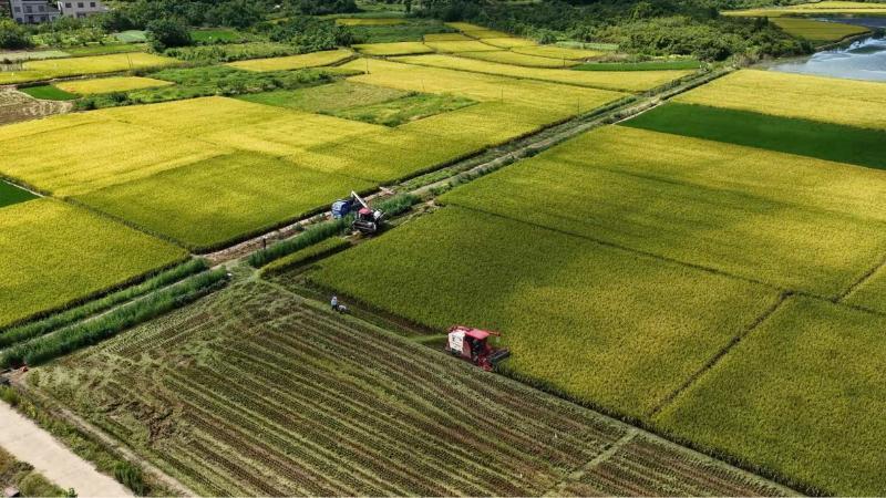 江西都昌:再生稻头茬开镰收割 一稻双收绘就好“丰景” 江西都昌:再生稻头茬开镰收割 一稻双收绘就好“丰景”