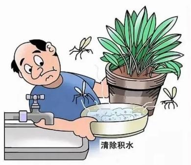 伊蚊传——一只伊蚊的“蚊生”总结