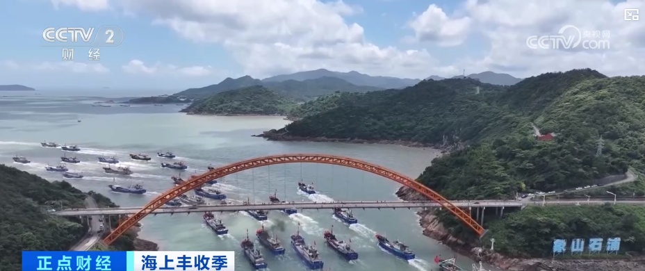 年产值将达20亿元！海上抢收 海洋牧场一片繁忙景象