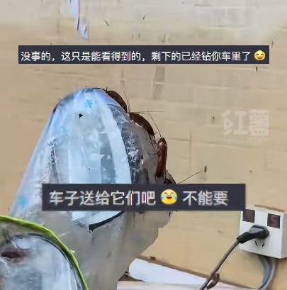 广东暴雨 蟑螂成群出动…… 广东暴雨 蟑螂成群出动……