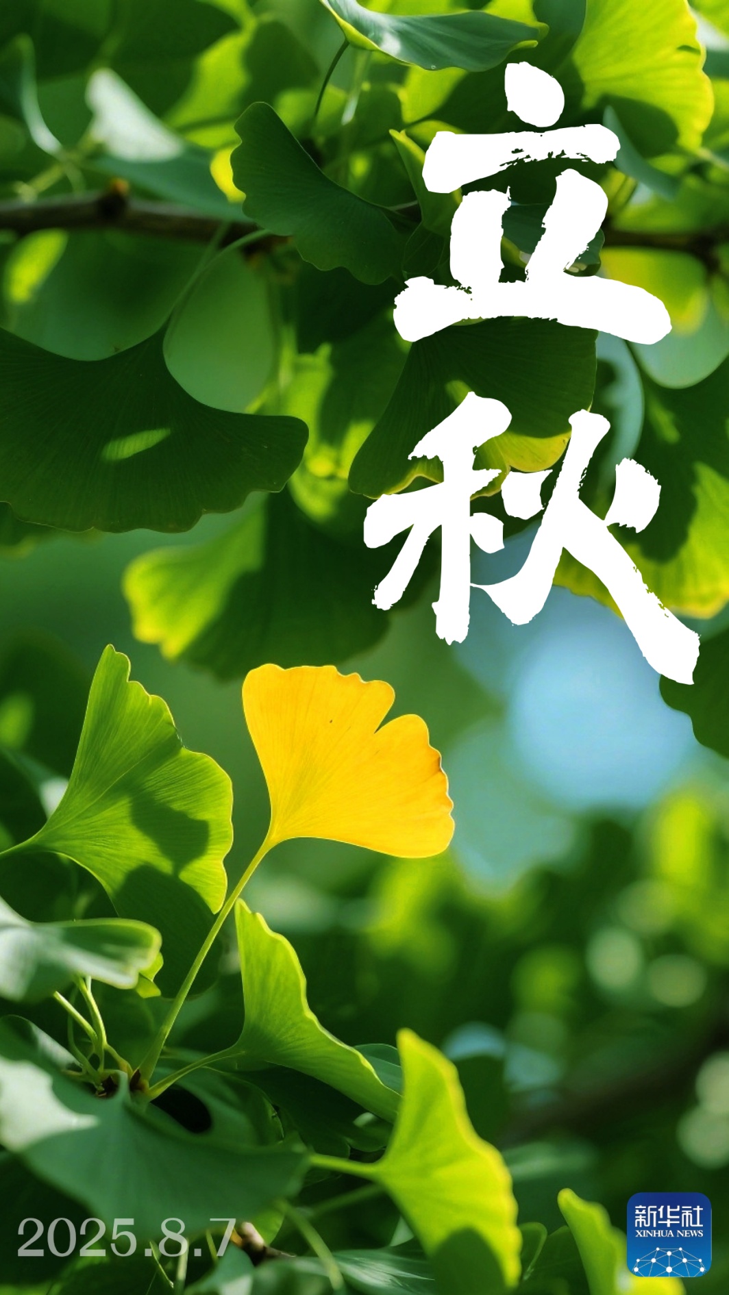 秋天的第一个祝福,送给你! 秋天的第一个祝福,送给你!