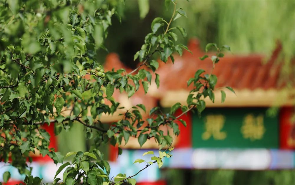 春华秋实的故事写了139年!哈尔滨古梨园百年老树悄然结果 春华秋实的故事写了139年!哈尔滨古梨园百年老树悄然结果