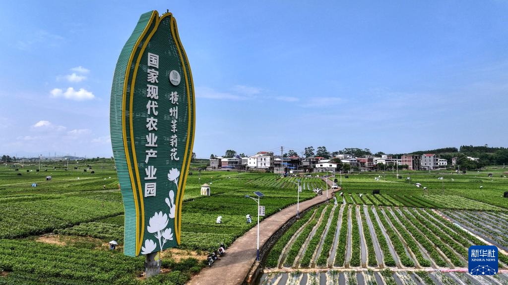 宝藏之城丨这座小城的茉莉花香飘世界