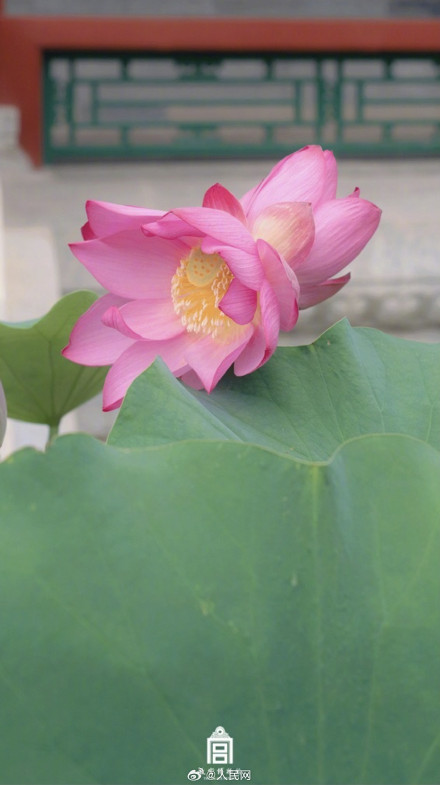 故宫送你好运莲莲壁纸