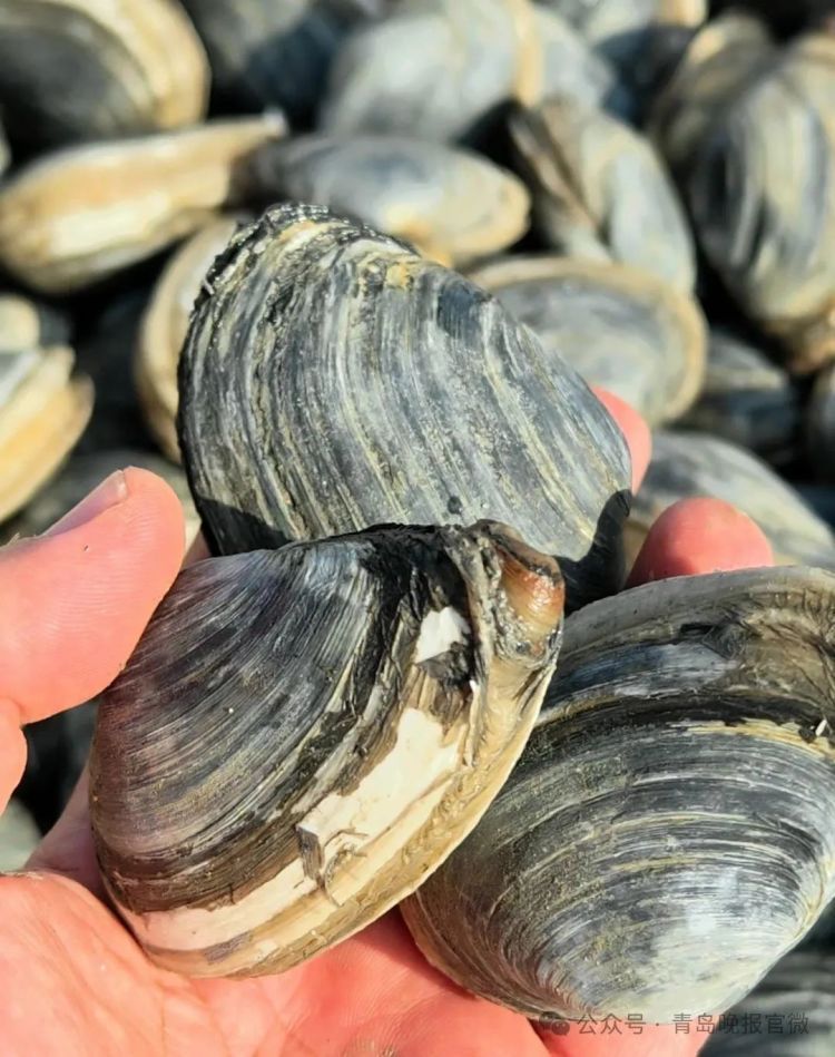 每天出货4000斤蚬母,10元一斤青岛人抢着买!这种美味正当季,满口爆汁、鲜掉眉毛 每天出货4000斤蚬母,10元一斤青岛人抢着买!这种美味正当季,满口爆汁、鲜掉眉毛