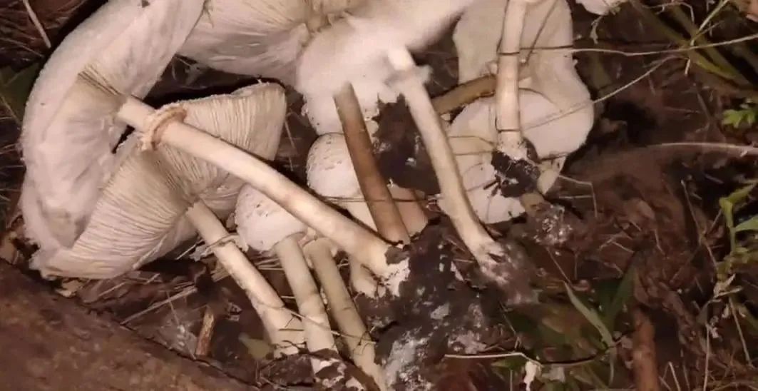 一家三口险进ICU！江苏已出现