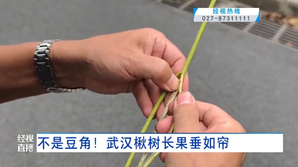 武汉这条路上大量出现“豆角”，长达1米！记者摘下来发现……