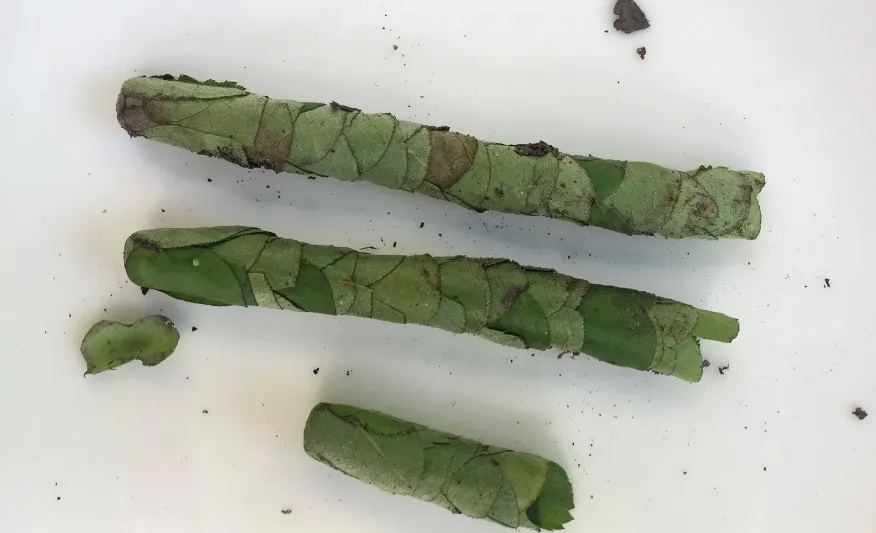 咬开桃子发现一堆树叶？莫慌！你是遇到了它→