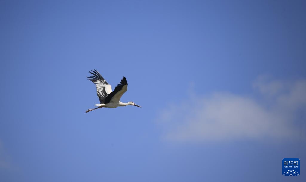 哈尔滨：获救治野生鸟类放归自然