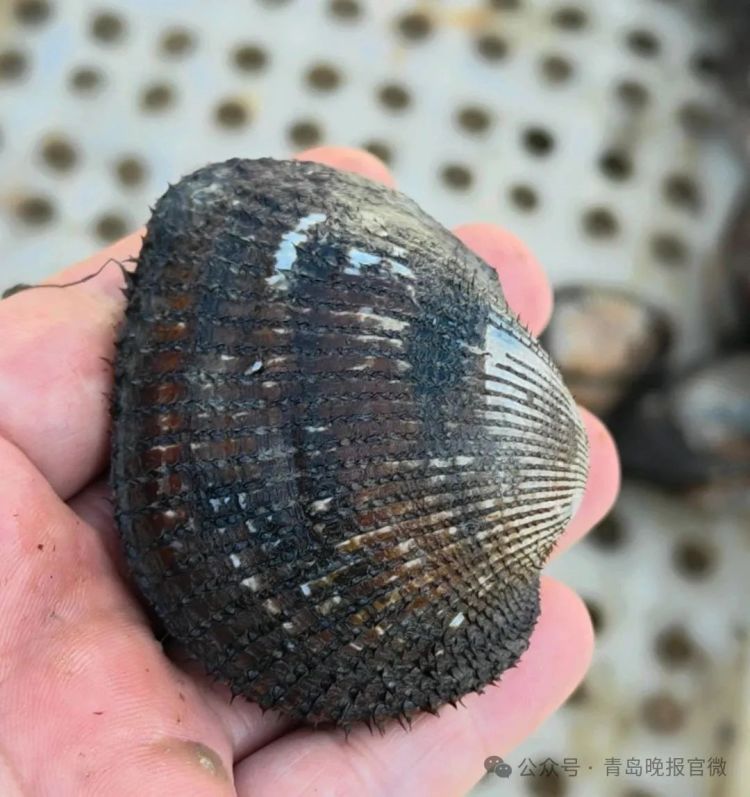 每天出货4000斤蚬母,10元一斤青岛人抢着买!这种美味正当季,满口爆汁、鲜掉眉毛 每天出货4000斤蚬母,10元一斤青岛人抢着买!这种美味正当季,满口爆汁、鲜掉眉毛