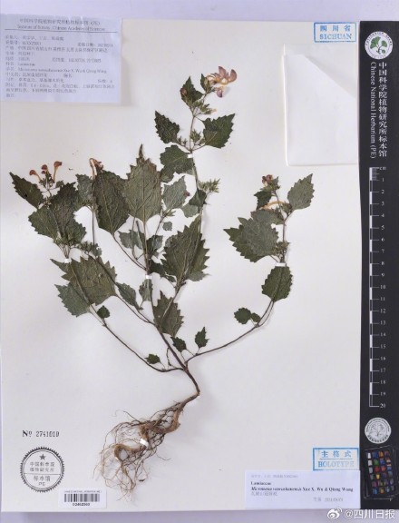 四川发现唇形科冠唇花属新物种 四川发现唇形科冠唇花属新物种