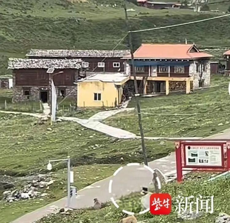 游客相机被土拨鼠抢走，崩溃捶地怒吼：你别跑！为啥子！