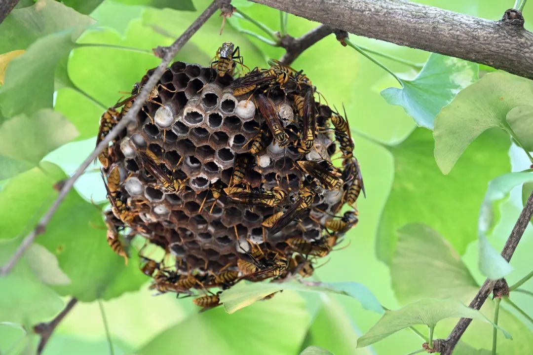 6名游客在山区遭马蜂群袭击！紧急提醒→