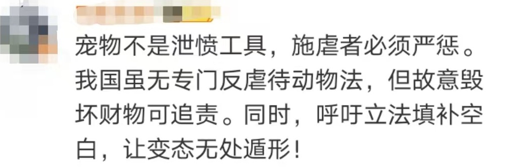 冲上热搜！网友怒了！女子去猫咖包房虐猫致多只猫死伤，该担何责？