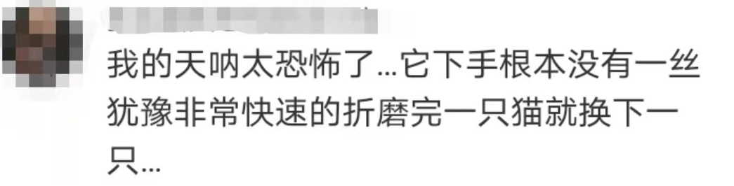 冲上热搜！网友怒了！女子去猫咖包房虐猫致多只猫死伤，该担何责？