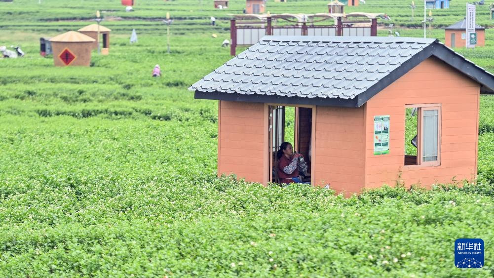 宝藏之城丨这座小城的茉莉花香飘世界