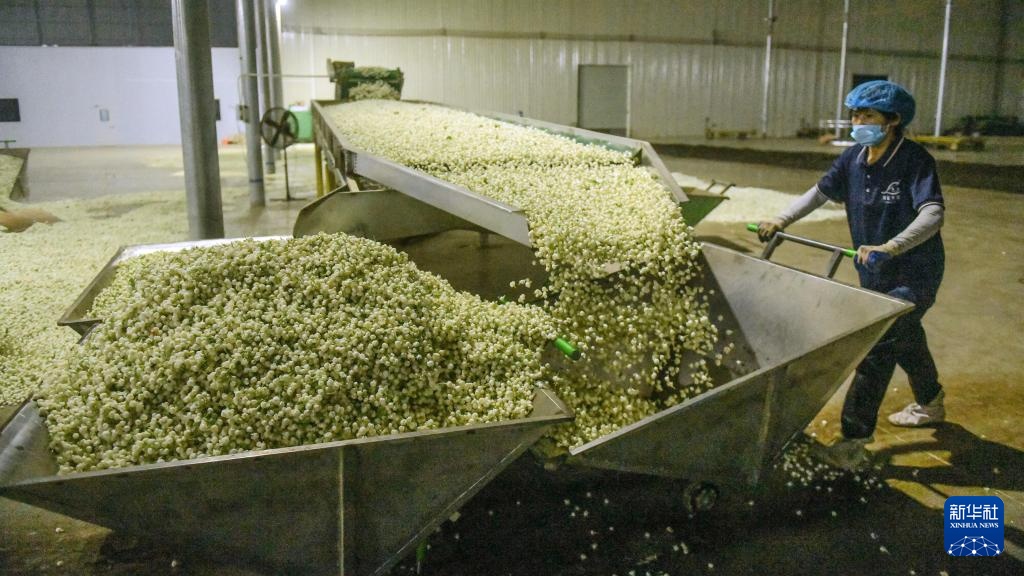 宝藏之城丨这座小城的茉莉花香飘世界