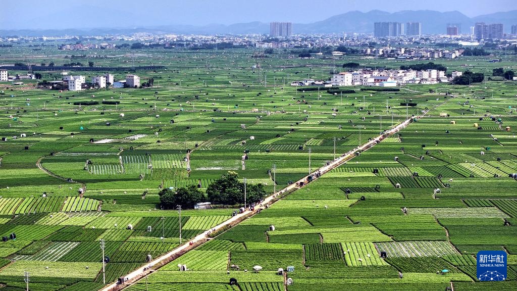 宝藏之城丨这座小城的茉莉花香飘世界