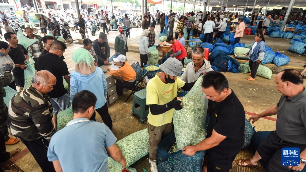宝藏之城丨这座小城的茉莉花香飘世界