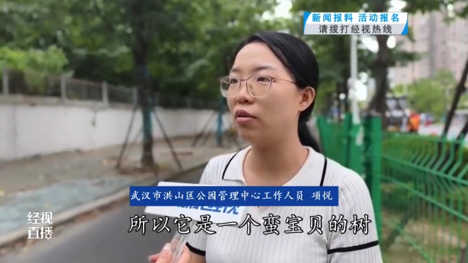 武汉这条路上大量出现“豆角”，长达1米！记者摘下来发现……