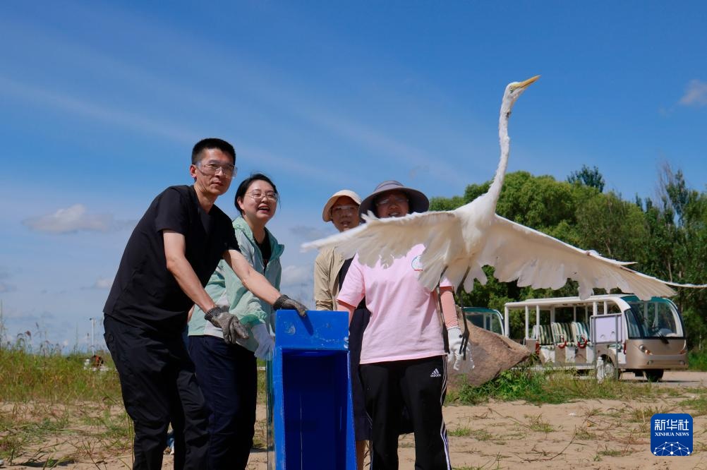 哈尔滨：获救治野生鸟类放归自然