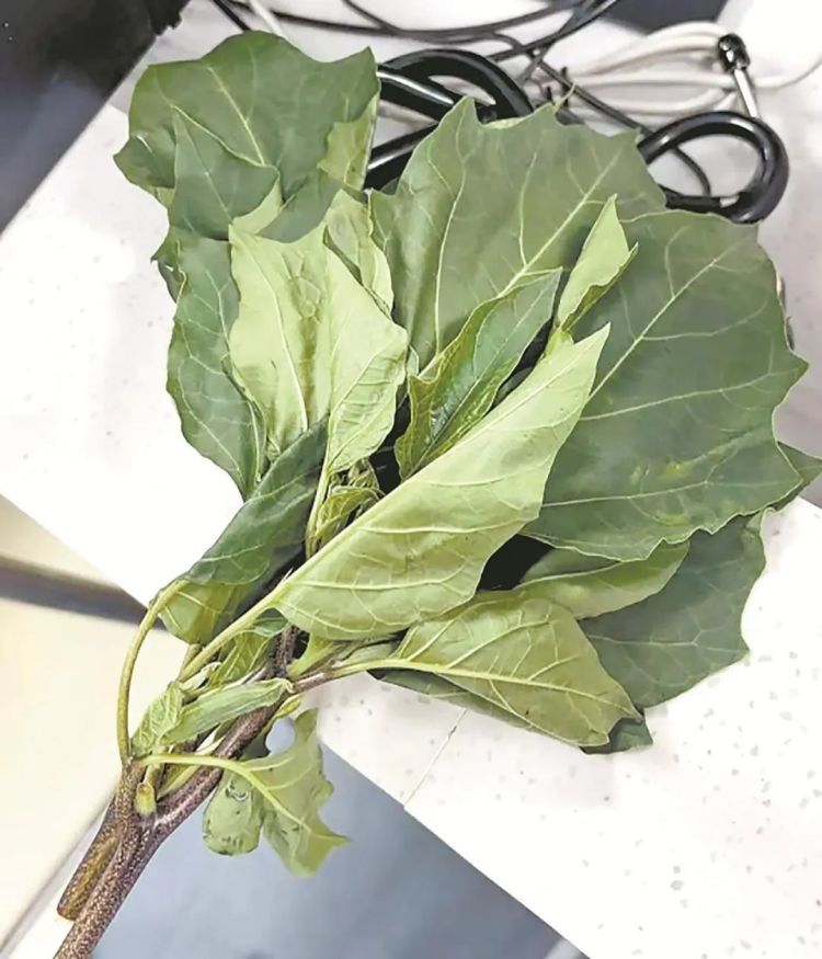 事发泉州！父子俩因食用自己种植的“蔬菜”双双中毒