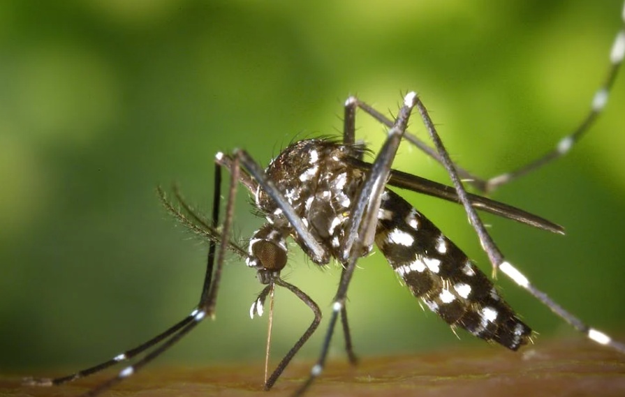 避免自行服用阿司匹林、布洛芬！湖北疾控提醒