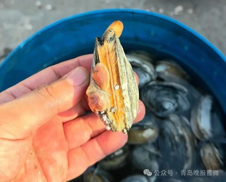 每天出货4000斤蚬母,10元一斤青岛人抢着买!这种美味正当季,满口爆汁、鲜掉眉毛 每天出货4000斤蚬母,10元一斤青岛人抢着买!这种美味正当季,满口爆汁、鲜掉眉毛