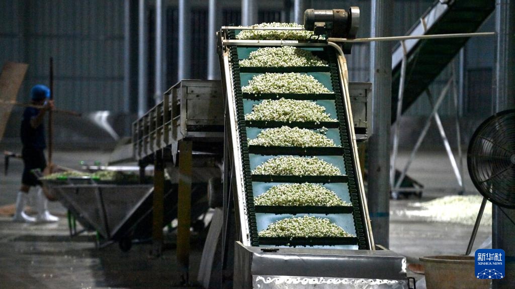 宝藏之城丨这座小城的茉莉花香飘世界