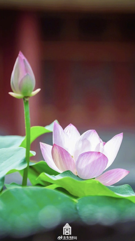 故宫送你好运莲莲壁纸