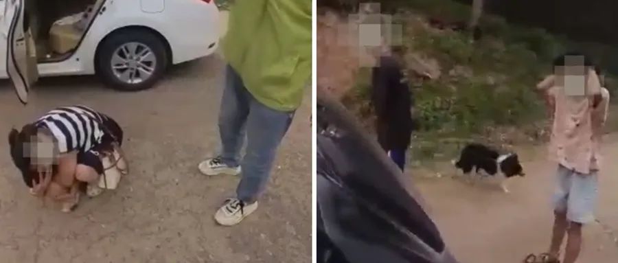 6名游客在山区遭马蜂群袭击！紧急提醒→