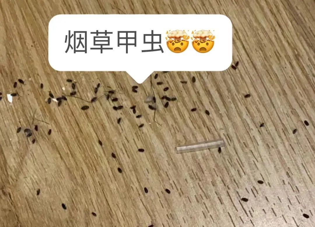 会飞、会爬…不少人家中出现,连床上都有!网友炸锅:发现后赶紧丢掉 会飞、会爬…不少人家中出现,连床上都有!网友炸锅:发现后赶紧丢掉